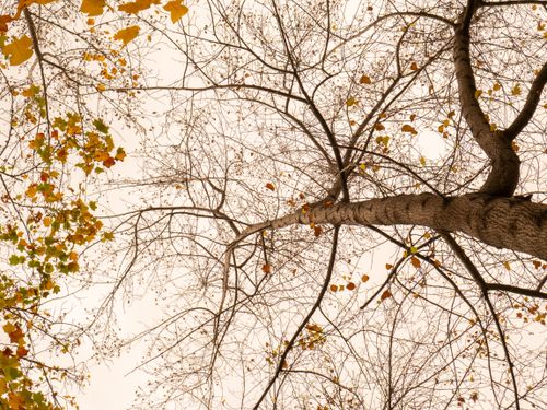 Free View of bare tree branches against the sky in Santiago during autumn. Stock Photo