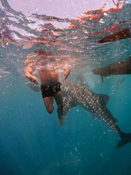 Man swimming alongside a whale shark in clear ocean water, creating a unique wildlife encounter.