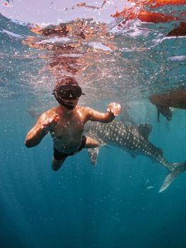 Snorkeler swimming with a majestic whale shark in clear blue water, capturing a thrilling aquatic adventure.