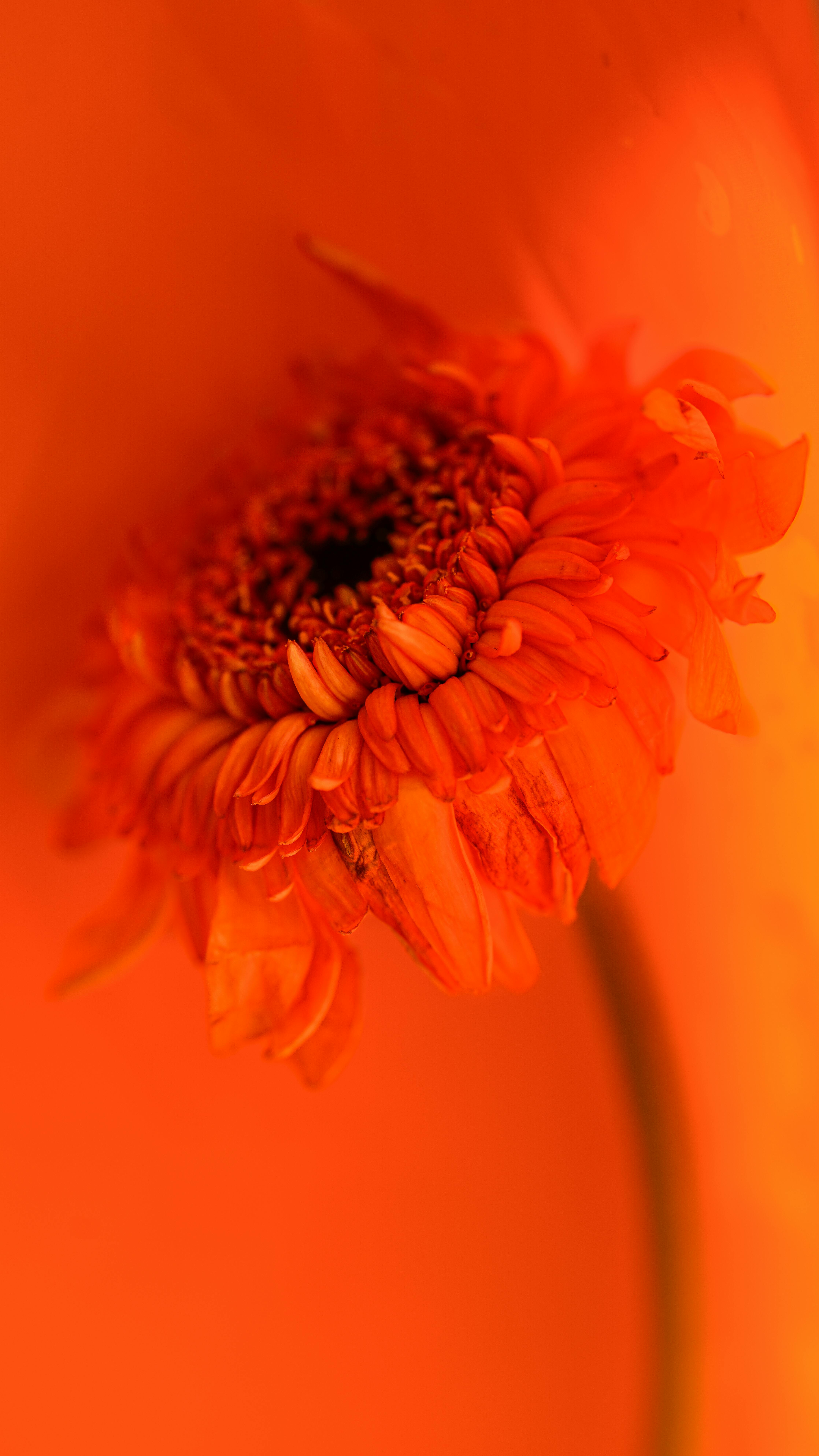 A vivid close-up of an orange gerbera daisy, showcasing its detailed petals and texture.