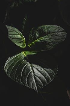 Close-up of dark green leaves with dramatic lighting creating a moody contrast.