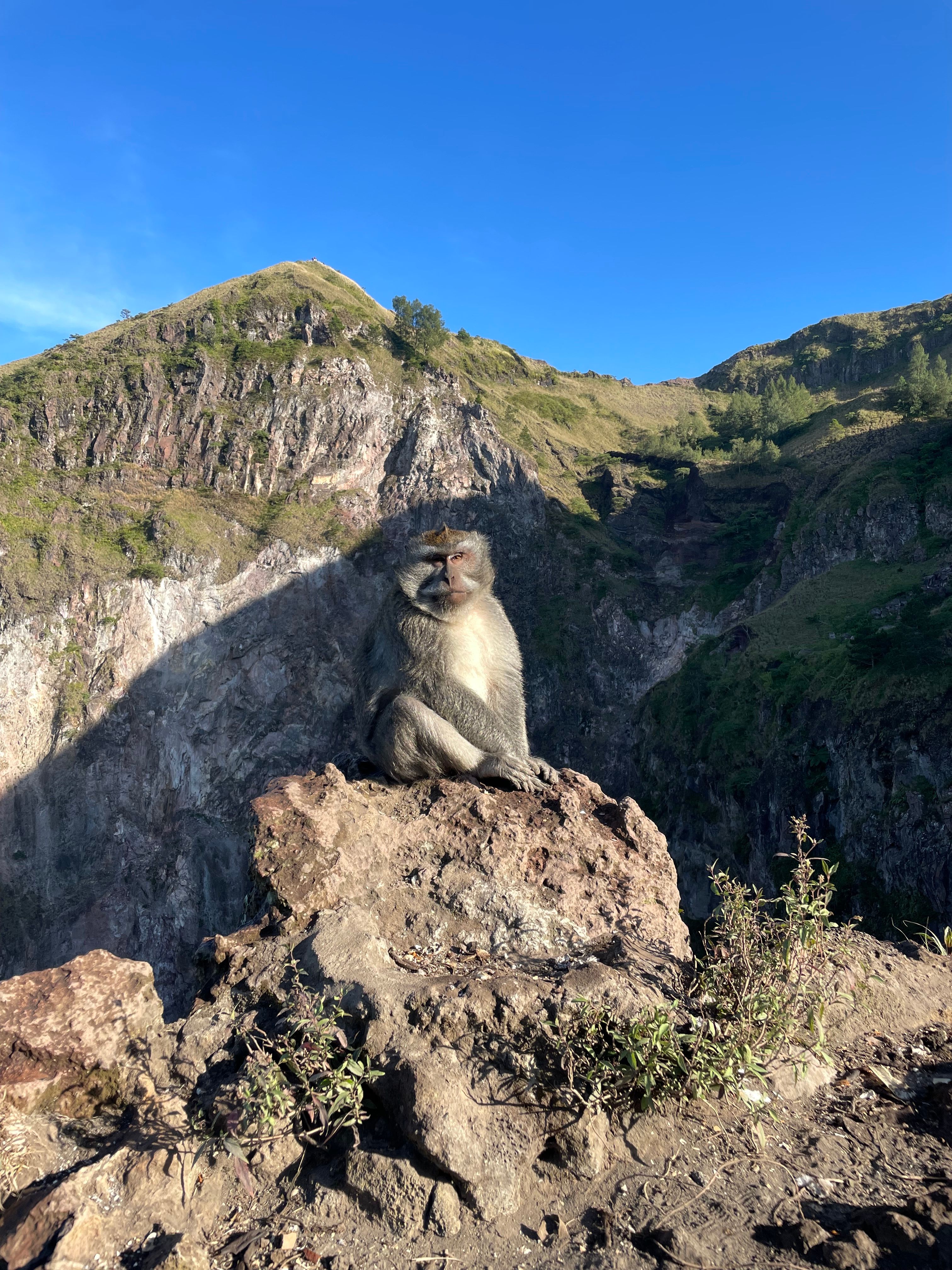 Monkey on Mount Batur in Bali Landscape · Free Stock Photo