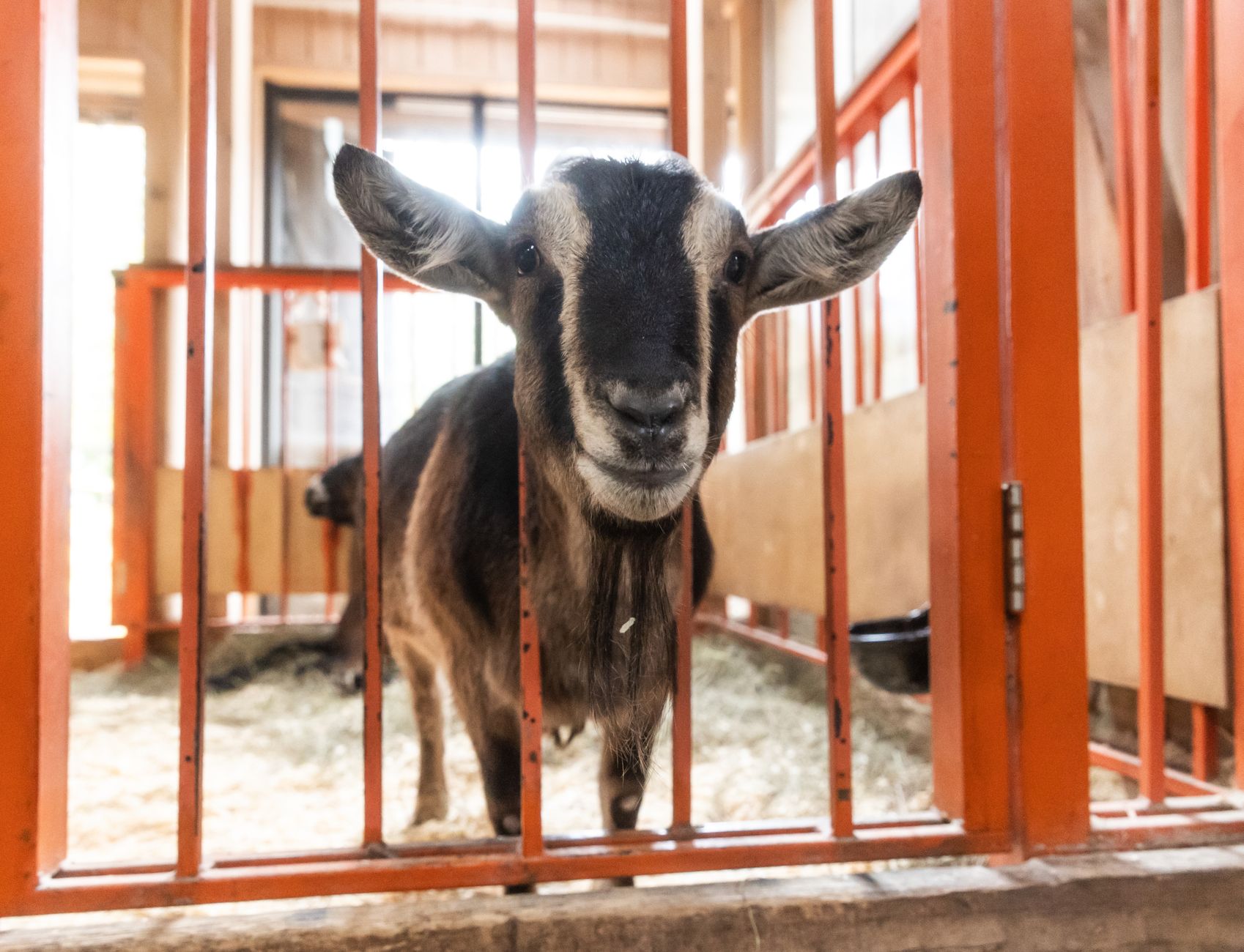 A goat undergoing diagnostic blood testing at a veterinary clinic