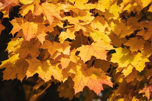 Bright yellow maple leaves showcasing the beauty of fall foliage in sunlight.