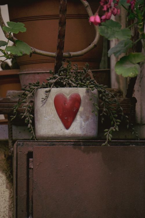 Free Heart-designed succulent pot adding charm to an outdoor garden setup. Stock Photo