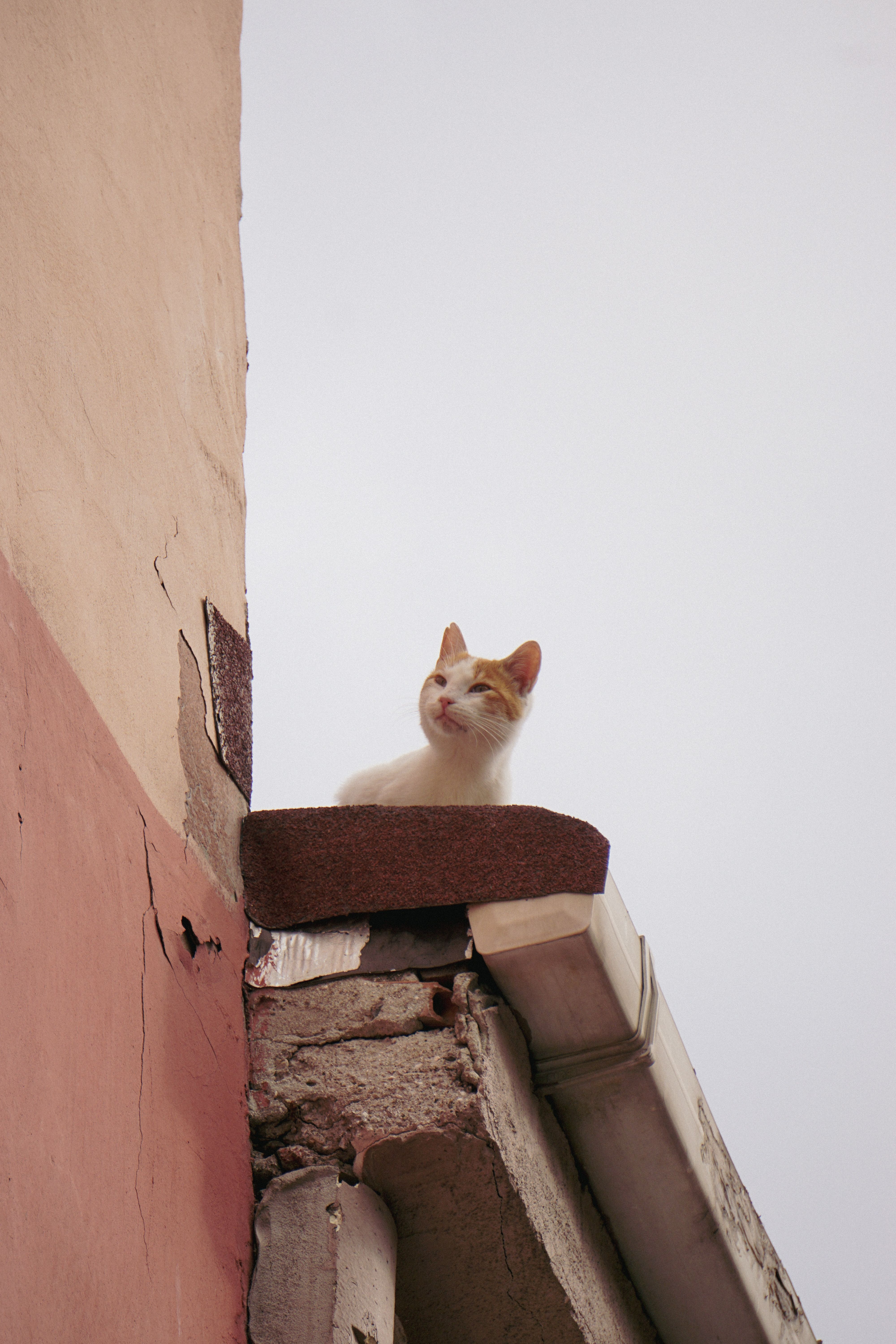 White and Ginger Cat Sitting on Urban Ledge · Free Stock Photo