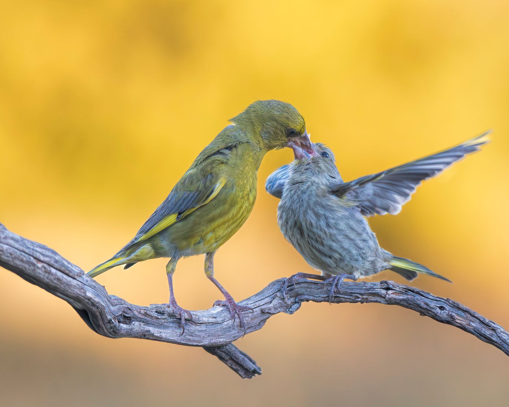 Why Pet Birds Need Time Outside Their Cage