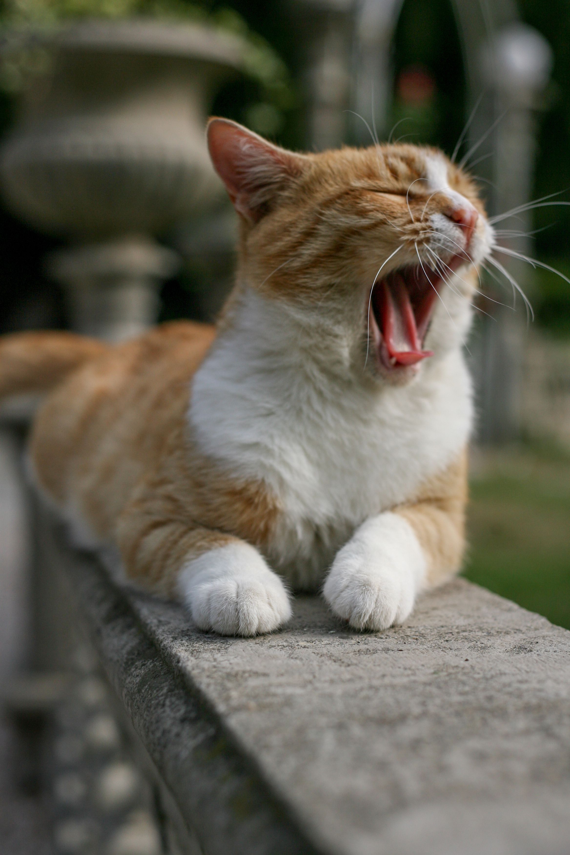Yawning Ginger Cat Relaxing on Stone Ledge · Free Stock Photo