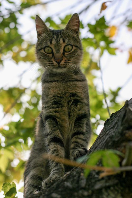 Free Vertical shot of a tabby cat sitting on a tree branch surrounded by leaves. Stock Photo