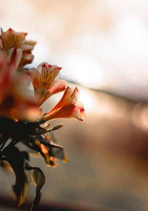 Free stock photo of flower, halo, red