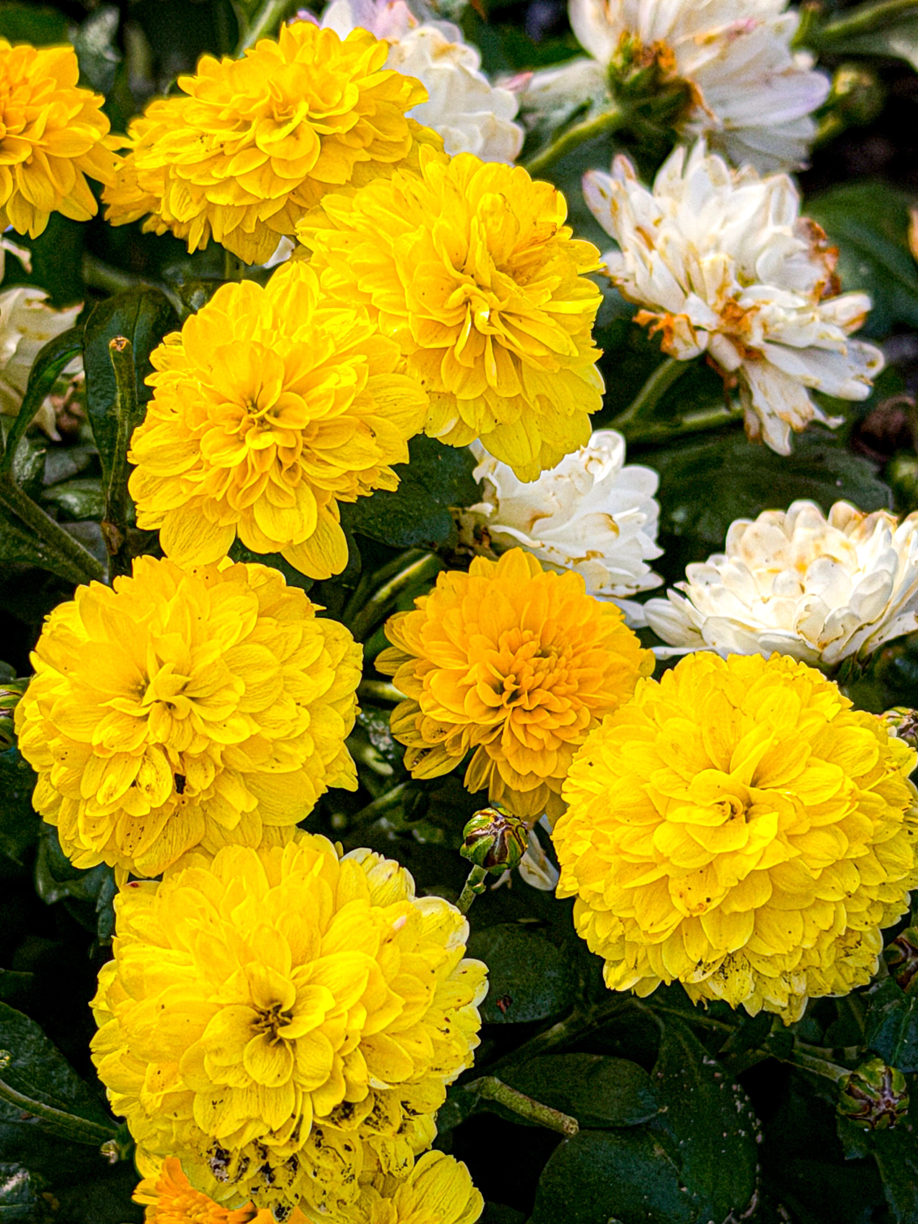 [ColoSach]-vibrant-yellow-and-white-chrysanthemums-flourishing-outdoors-with-lush-green-leaves.