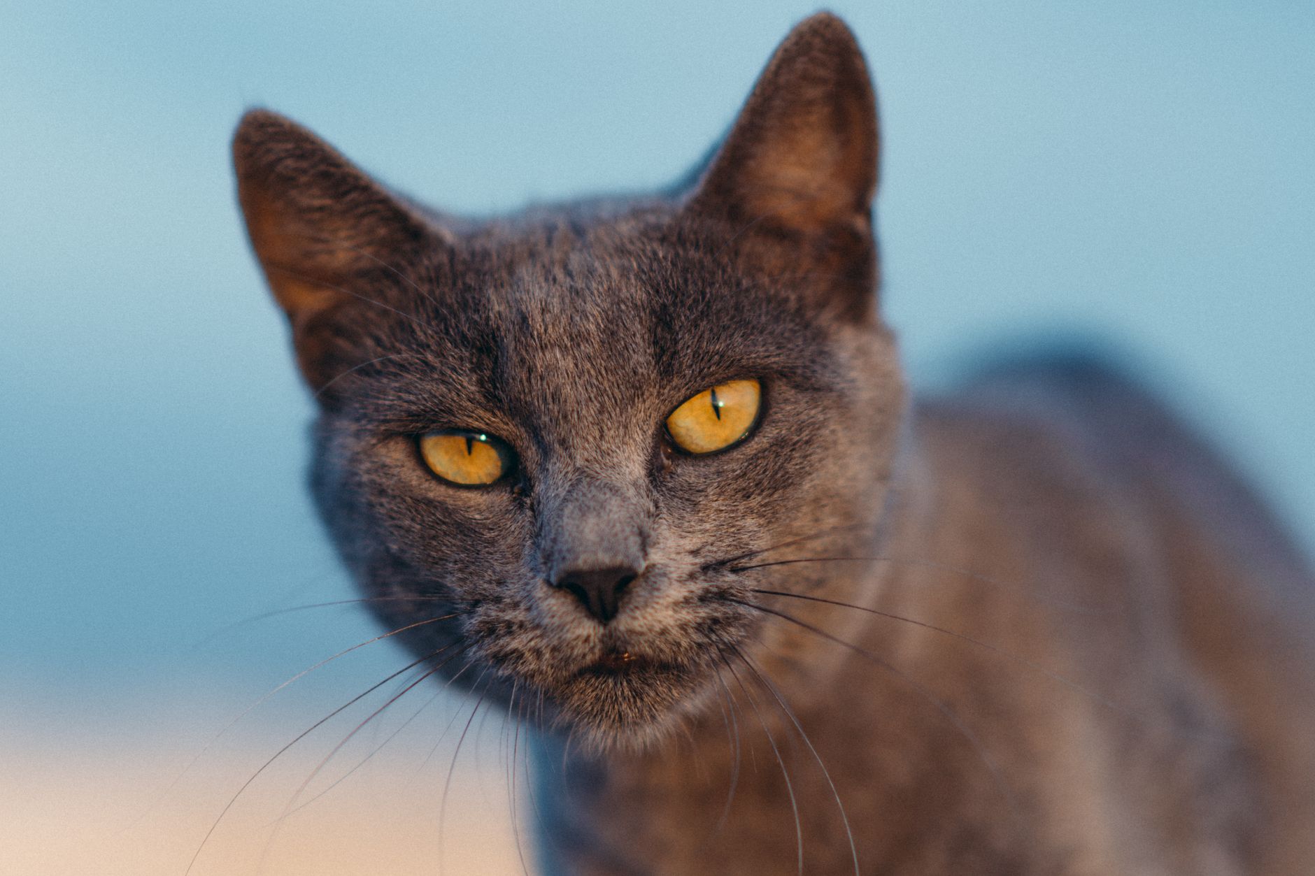 Veterinary care for a pet