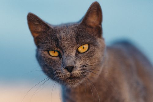 Free Captivating close-up of a gray cat with striking yellow eyes. Perfect for pet lovers and cat-themed projects. Stock Photo