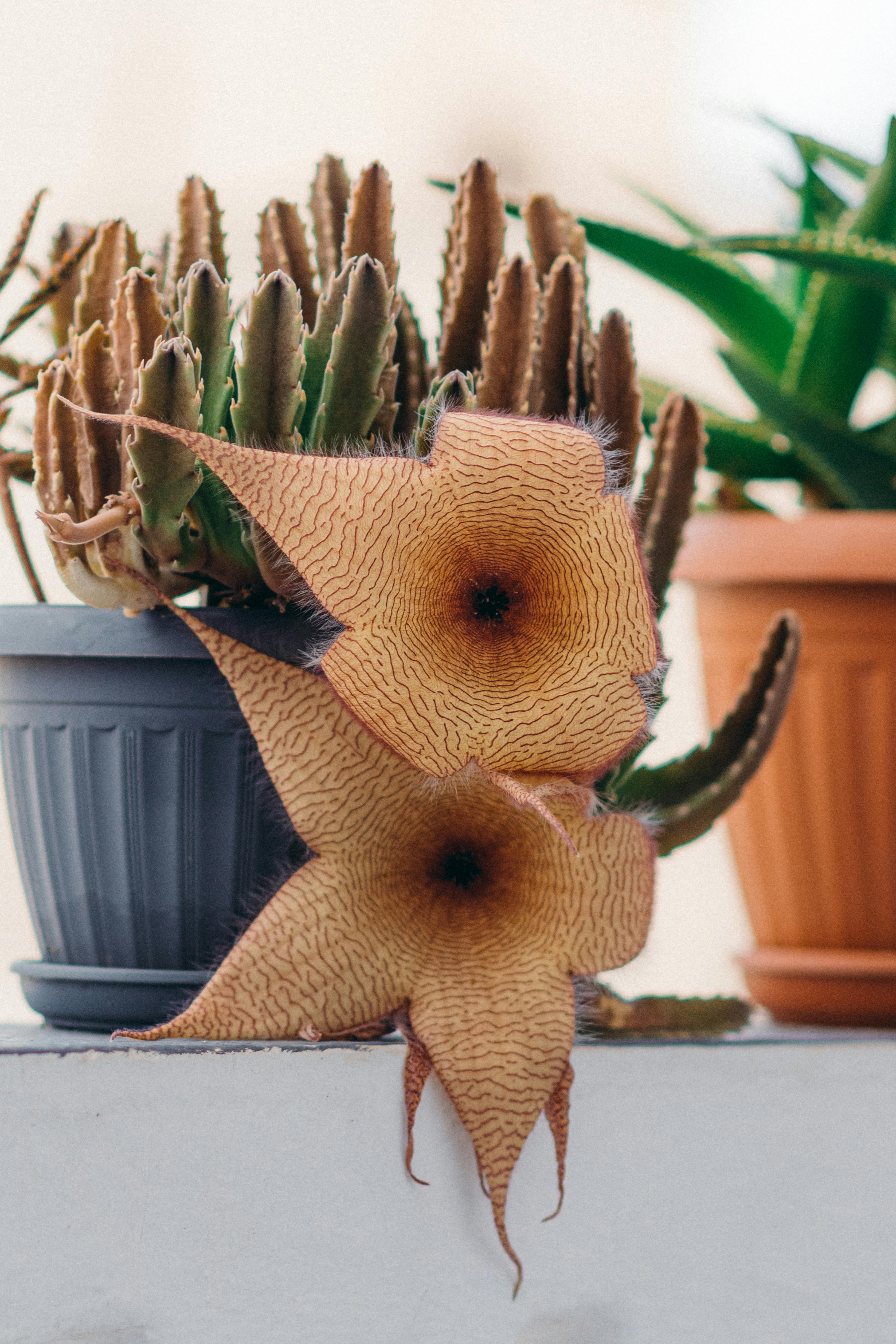 Vibrant Stapelia blooms alongside cactus in a sunlit Tunisian garden.