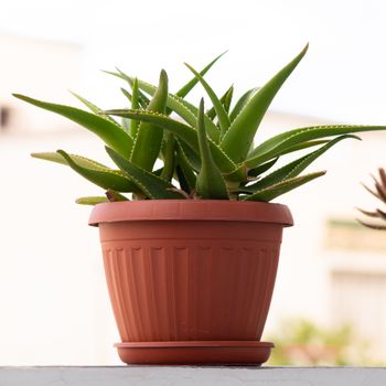 Apply aloe vera gel on the face evenly and leave overnight