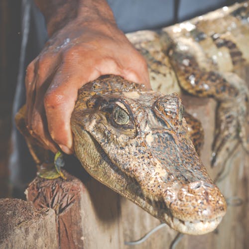 Person Holding Brown Crocodile