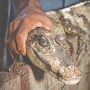 这张特写镜头详细展示了被人手握住的鳄鱼头部，突出了爬行动物的皮肤纹理和特征