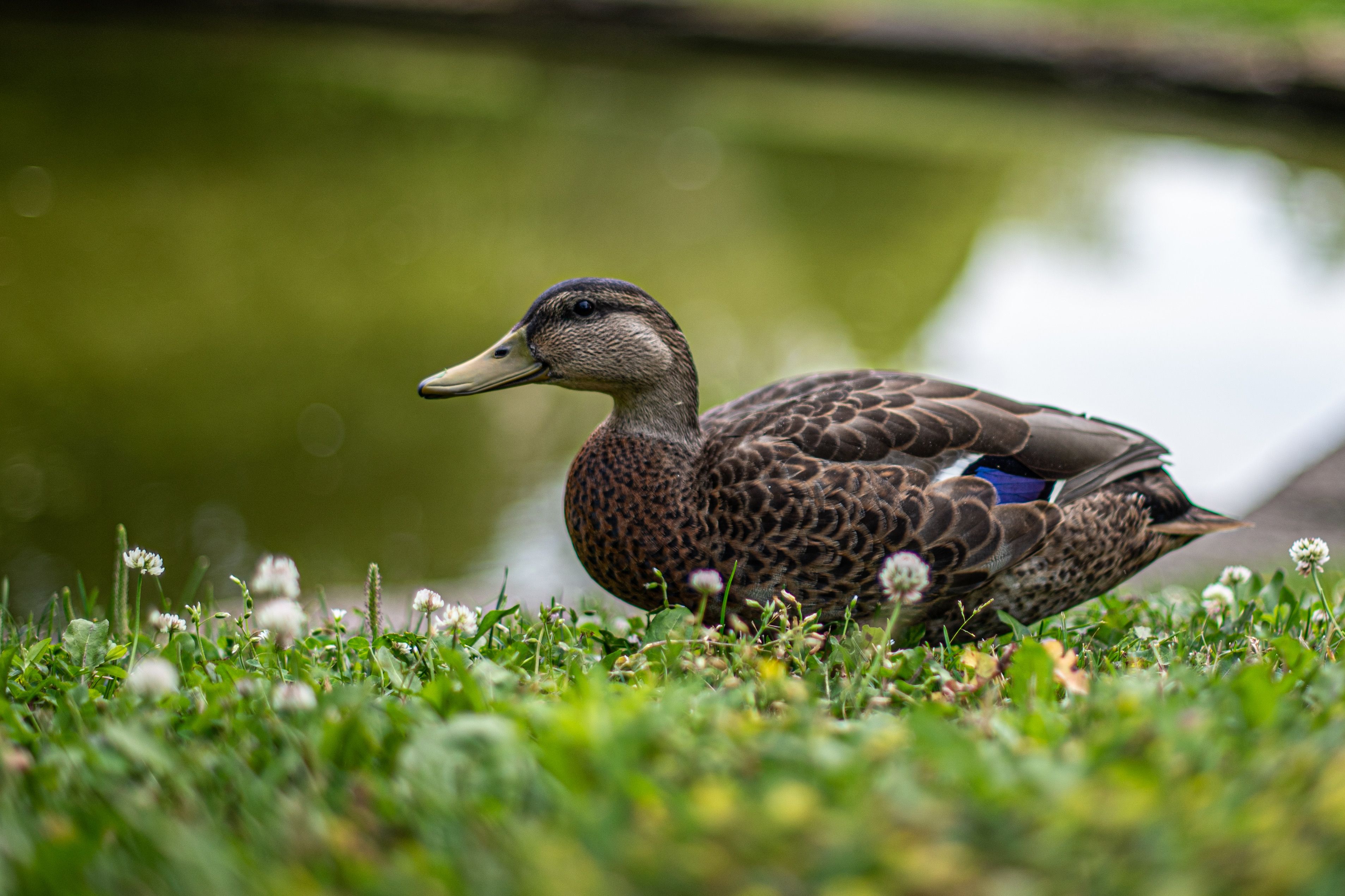 Two ducks standing next to each other near a fountain · Free Stock