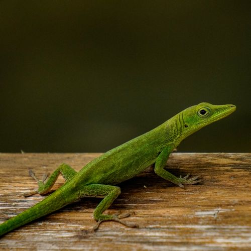 Free Close-up of a green anole lizard on a wooden surface, showcasing its vibrant color and texture. Stock Photo
