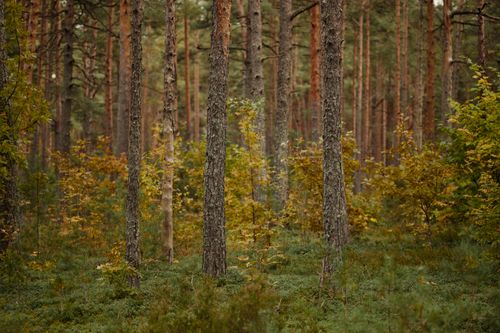Free Explore a tranquil forest landscape filled with autumn colors and tall trees. Stock Photo