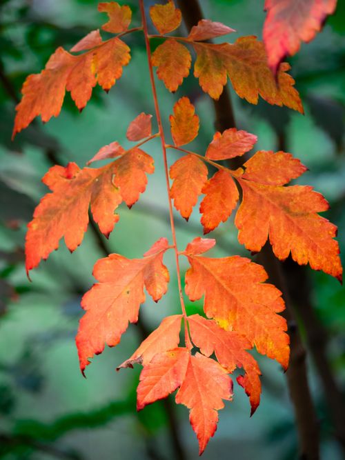 Free Close-up of vivid orange autumn leaves against a green backdrop, capturing nature's rich colors. Stock Photo