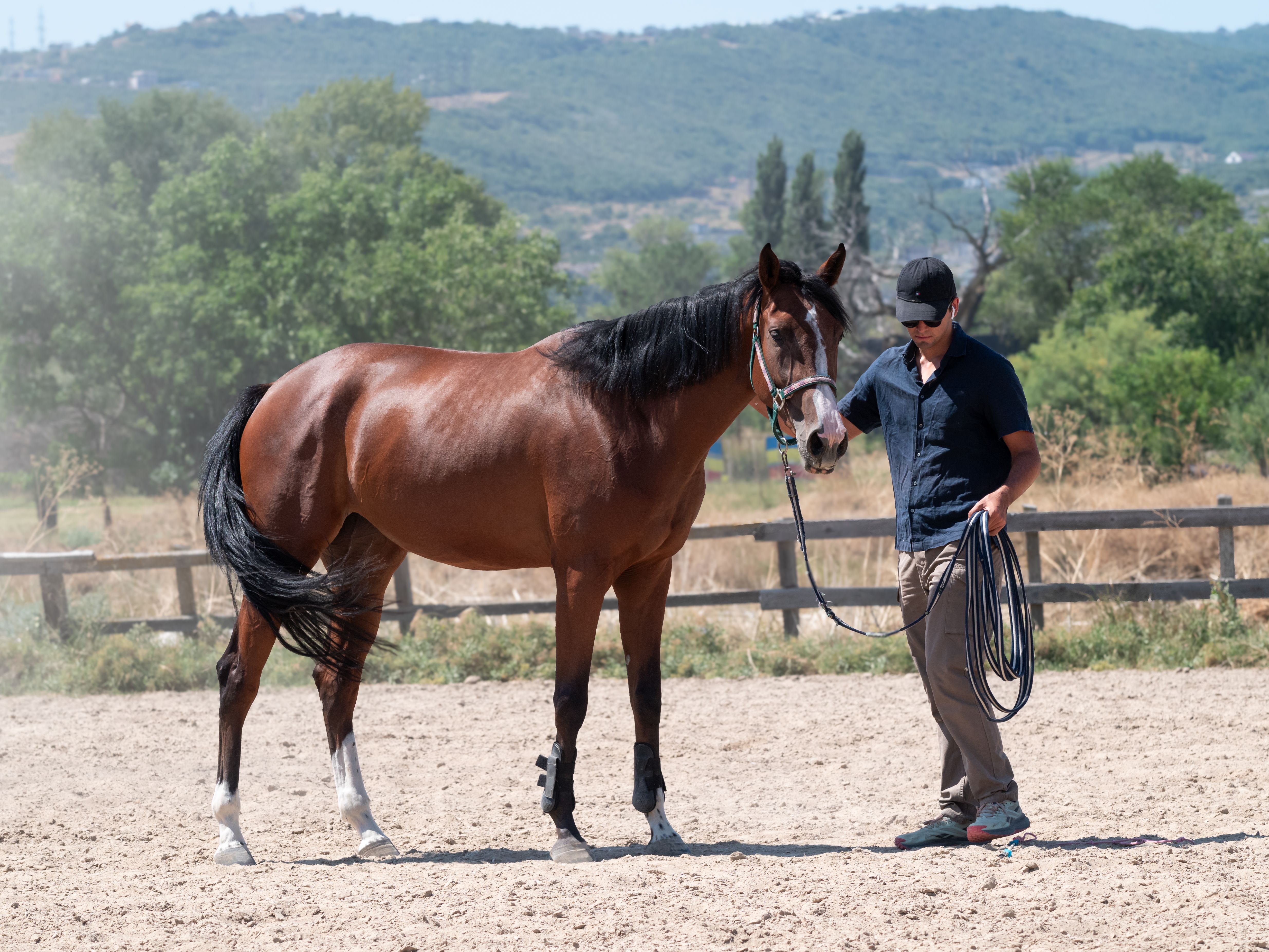 Beginner S Guide To Horse Training