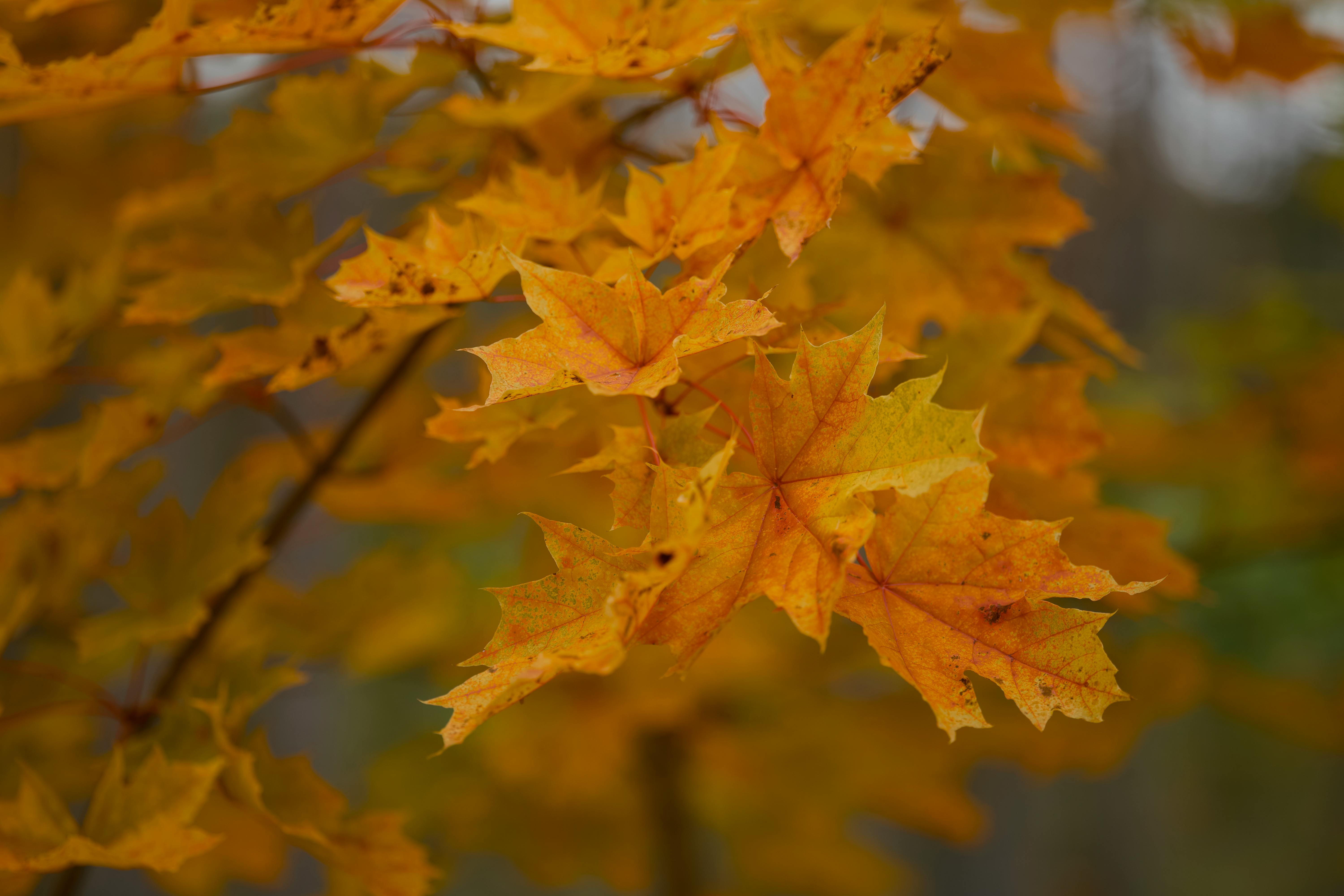 Where to Find the Best November Leaf Views Before Winter Takes Over