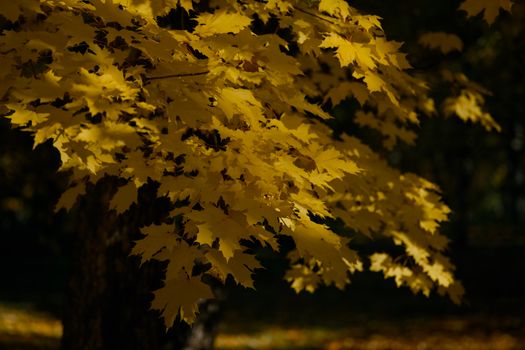 Golden maple leaves illuminated by sunlight, capturing the essence of fall with rich, warm hues.