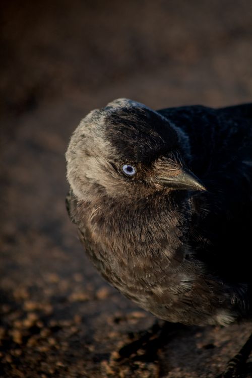 Free Close-up of a Eurasian Jackdaw with striking blue eyes in natural sunlight, Jönköping, Sweden. Stock Photo