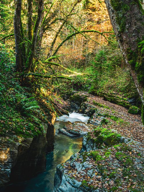 Free Lush forest with a serene stream in Flims, Switzerland. Stock Photo