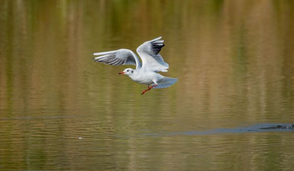 Un grazioso gabbiano immortalato in volo sopra una superficie d'acqua calma in un sereno ambiente esterno.