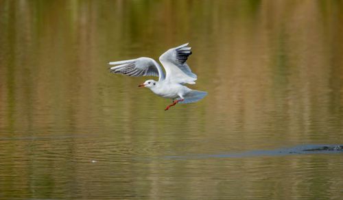 Free A graceful seagull captured mid-flight above a calm water surface in a serene outdoor setting. Stock Photo