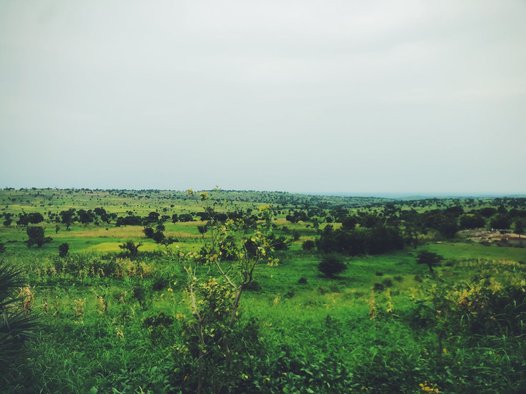 Vibrant green landscape in Nigeria showcasing vast open fields and distant horizons.