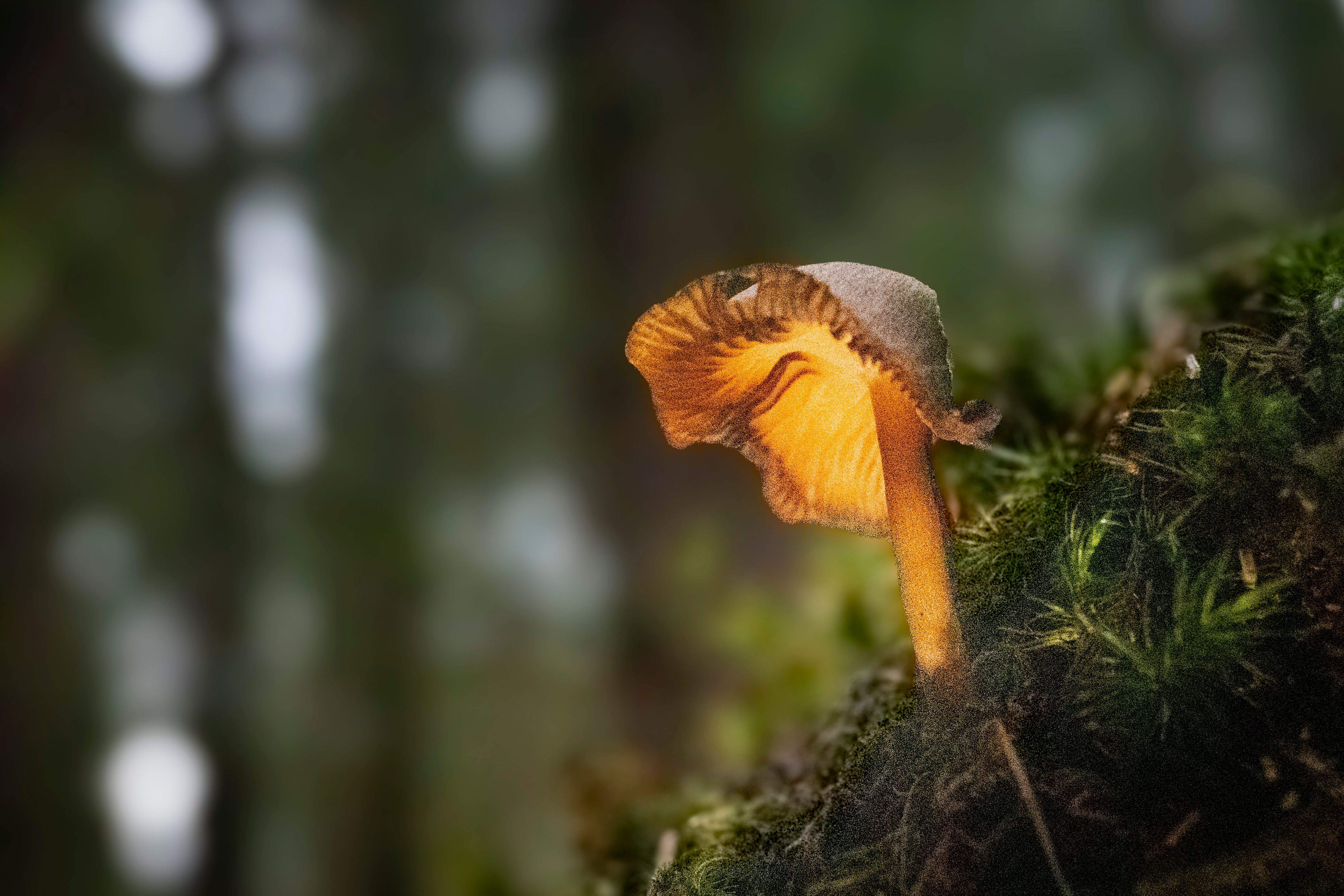 Bioluminescent mushroom glowing on dark forest floor at night