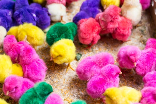 Colorful vibrant chicks grazing on fowl farm