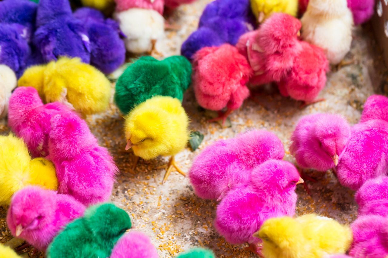 from above vivid cute chicks dyed vibrant multicolors and eating grain