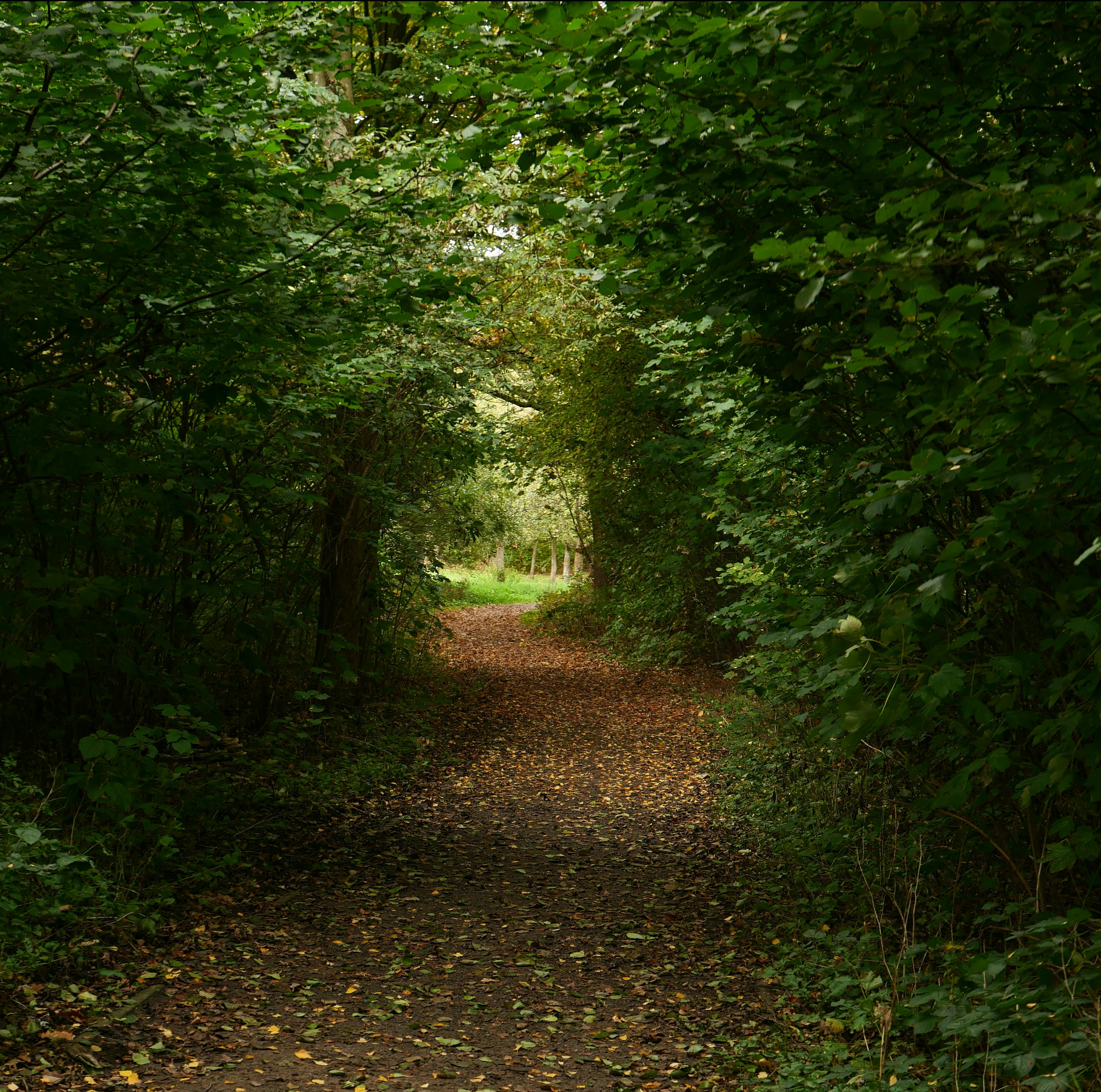image A trail through a lush green