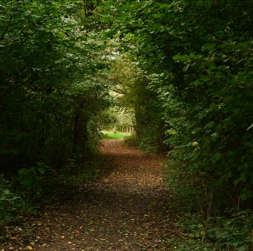 Free Tranquil forest path covered with leaves, perfect for an autumn walk. Stock Photo