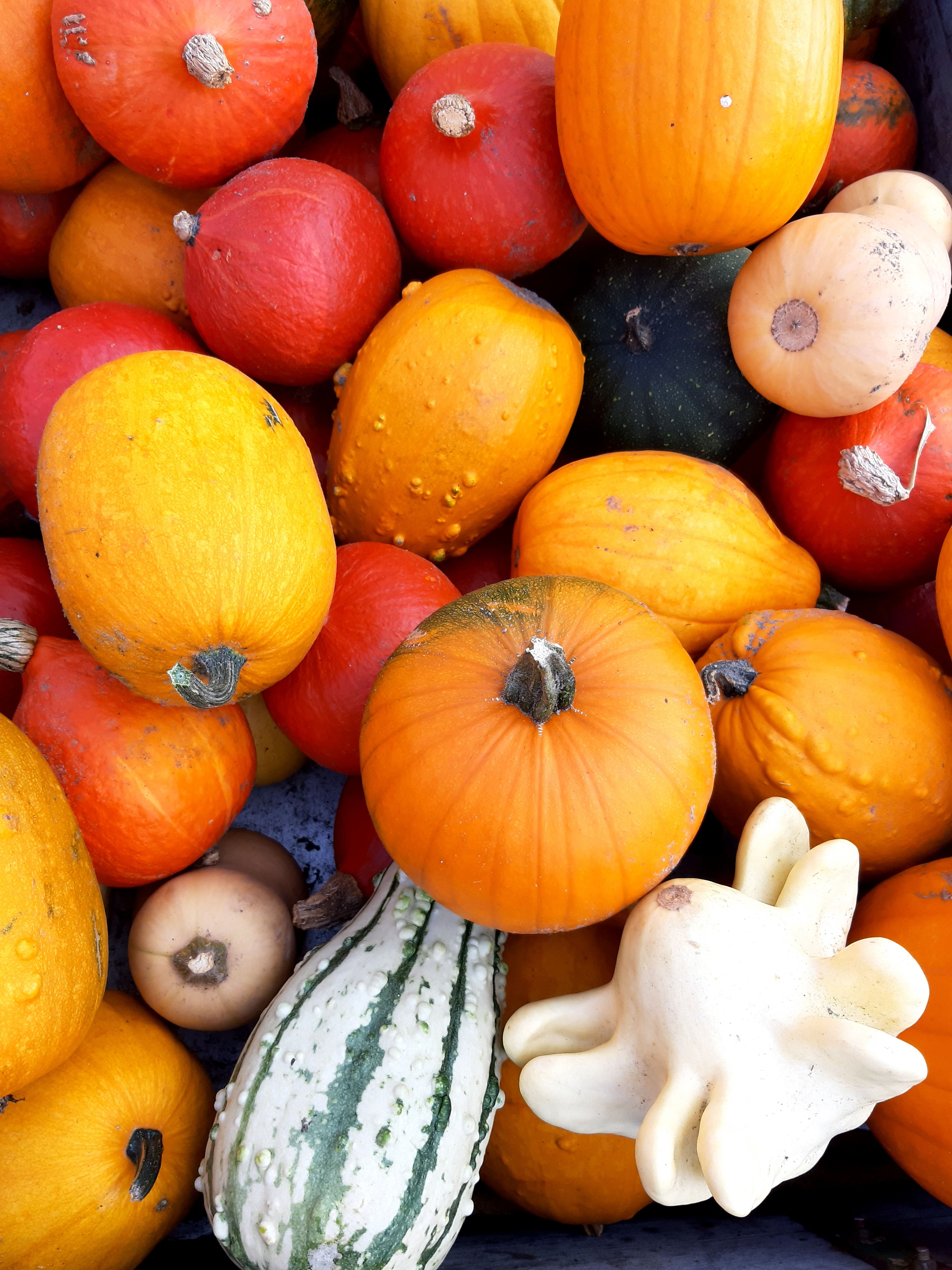 Colorful Assortment of Pumpkins and Gourds · Free Stock Photo