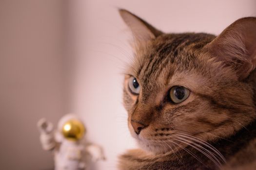 Félicette the Space Cat: First Feline in Space