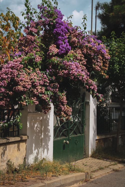 Free Purple bougainvillea flowers cascade over a quaint garden gate under the bright sky. Stock Photo