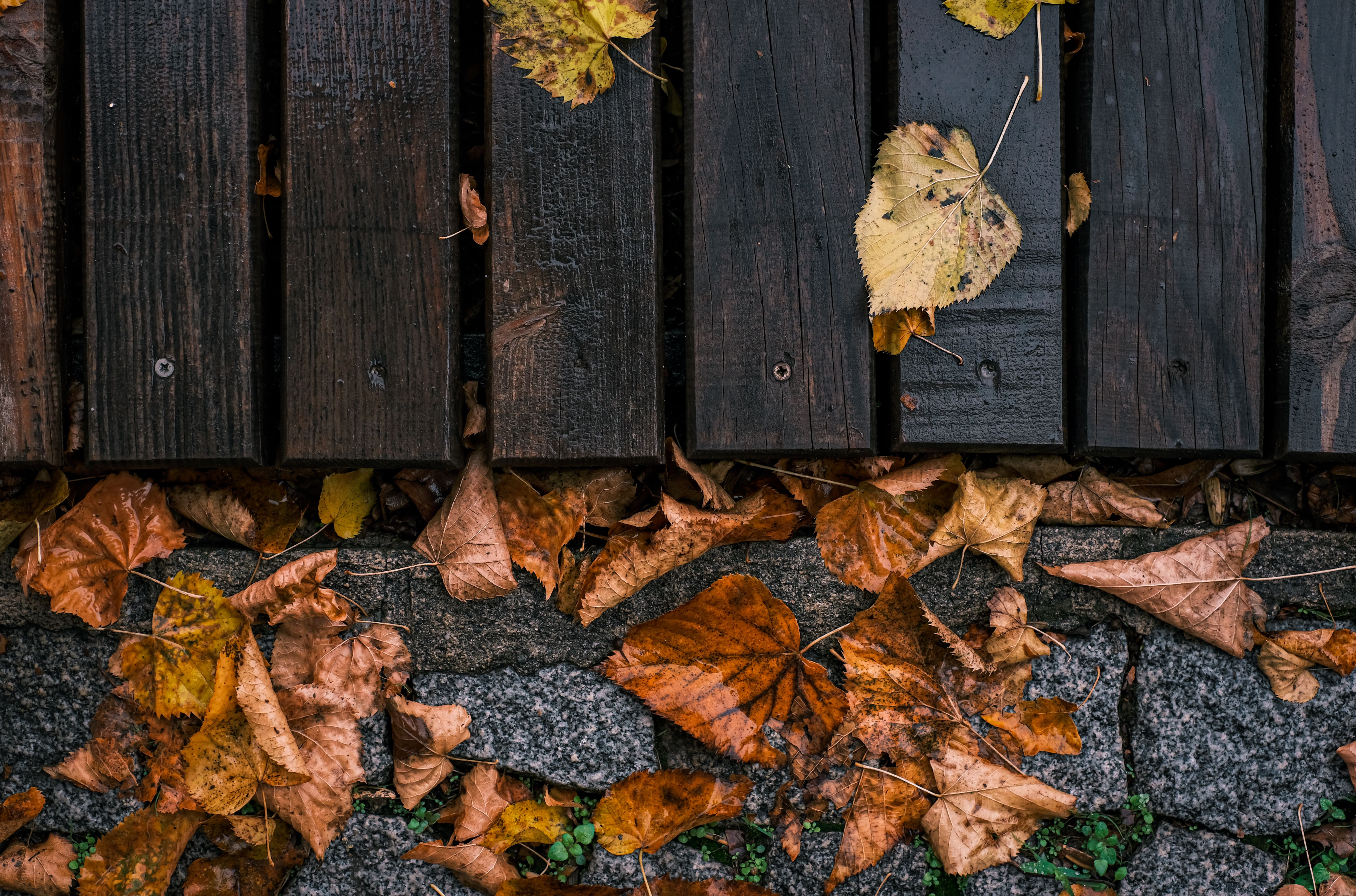 Fence and Decking Painting in Gallows Corner — clean edges cut in around trim and sockets