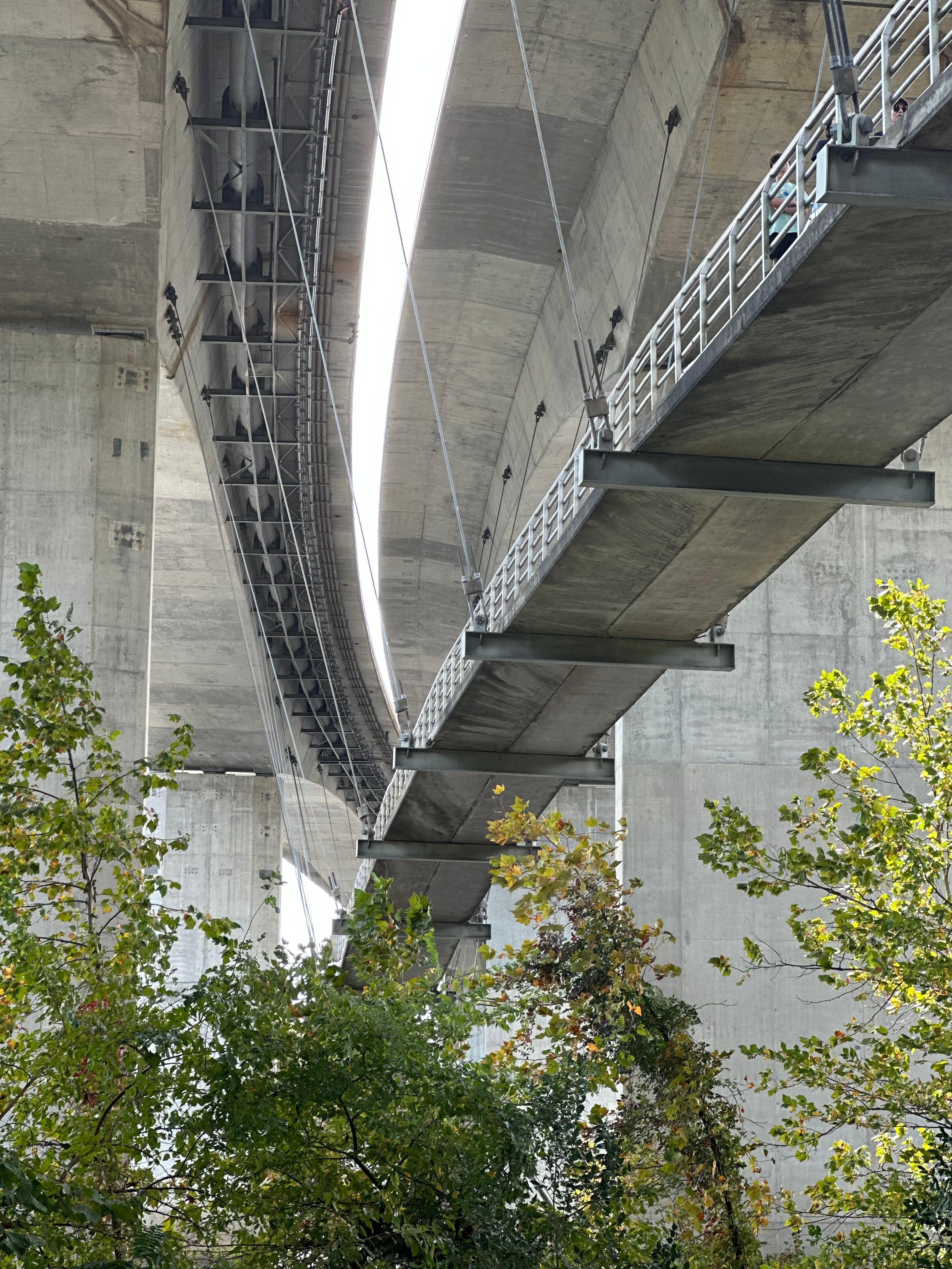 Underneath a Modern Bridge with Greenery · Free Stock Photo