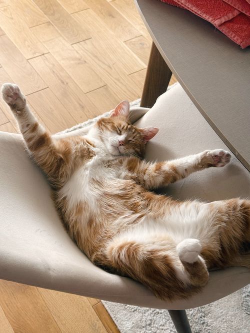 Free Orange tabby cat comfortably napping on a chair indoors. Cozy and relaxed scene. Stock Photo