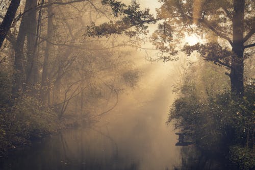 Kostenlos Foto Des Waldes Während Der Morgendämmerung Stock-Foto
