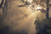 一片宁静的森林中，阳光在黄金时段穿过树木，营造出田园诗般的静谧氛围