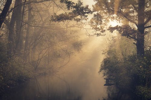 Free A serene forest scene with sunrays filtering through trees during golden hour, creating a tranquil and idyllic atmosphere. Stock Photo