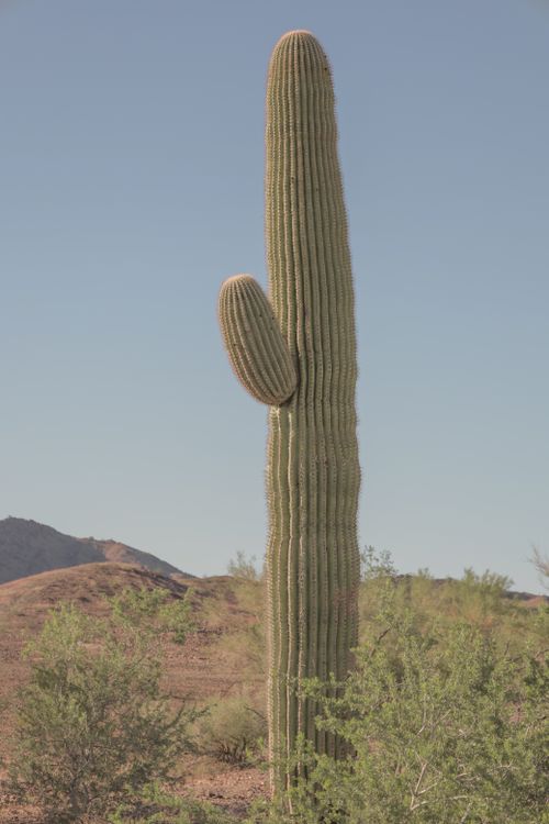 Free Tall saguaro cactus standing proudly in the arid desert landscape of Quartzsite, Arizona. Stock Photo