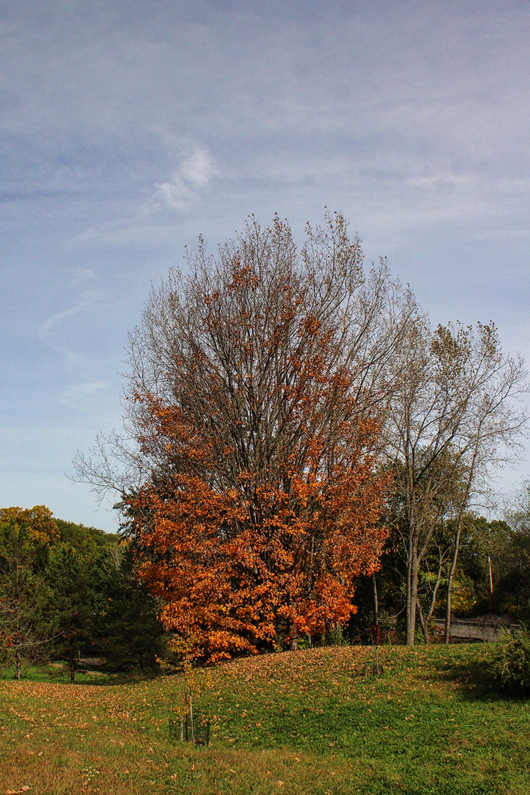 Autumn Tree in Boston Parkland · Free Stock Photo