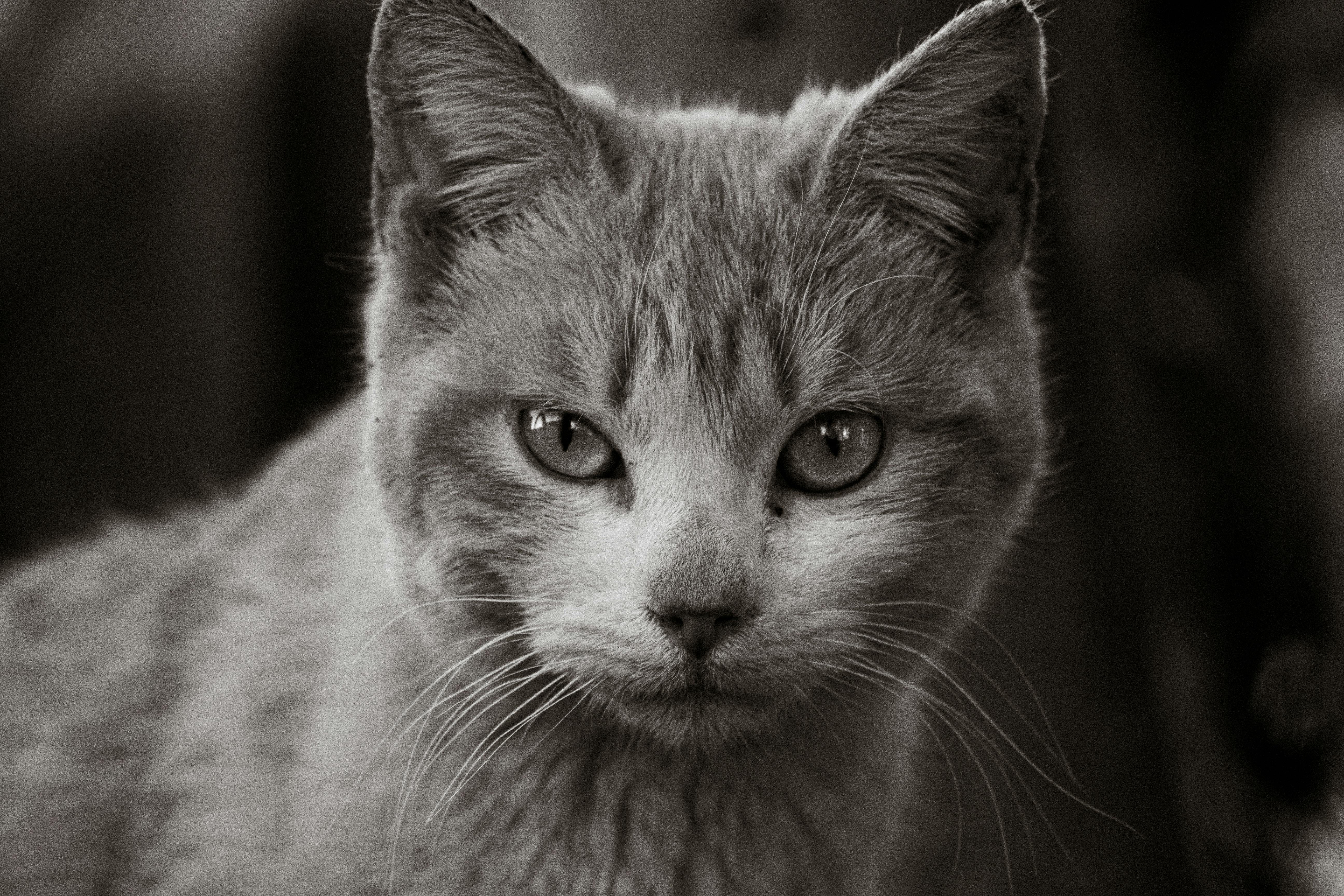 Close-up black and white portrait of a domestic cat with intense gaze.